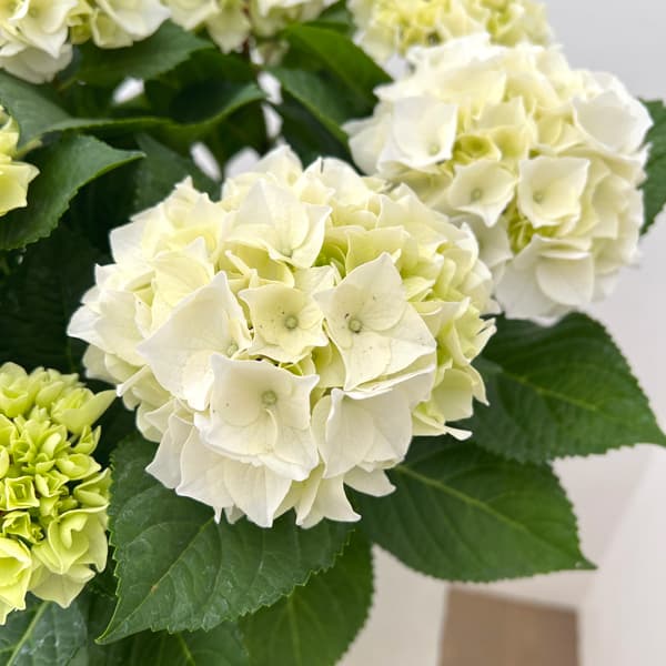 アジサイ:シルクサファイヤ5号鉢植え