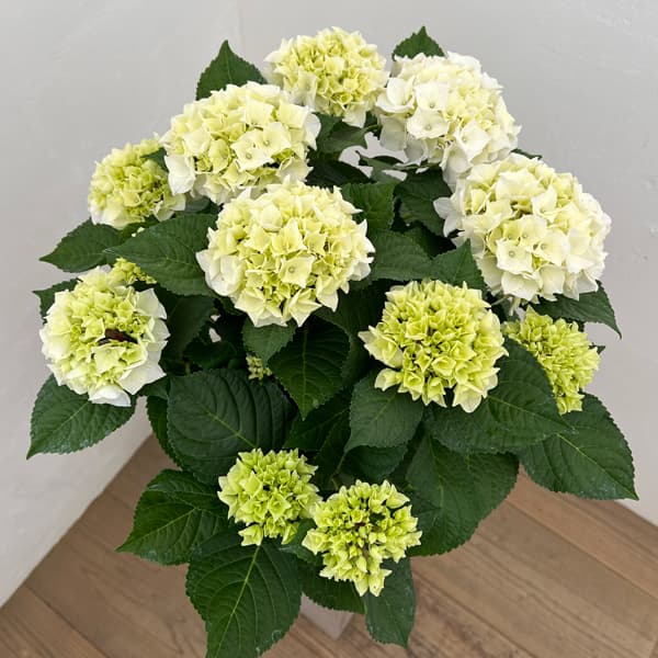 アジサイ:シルクサファイヤ5号鉢植え