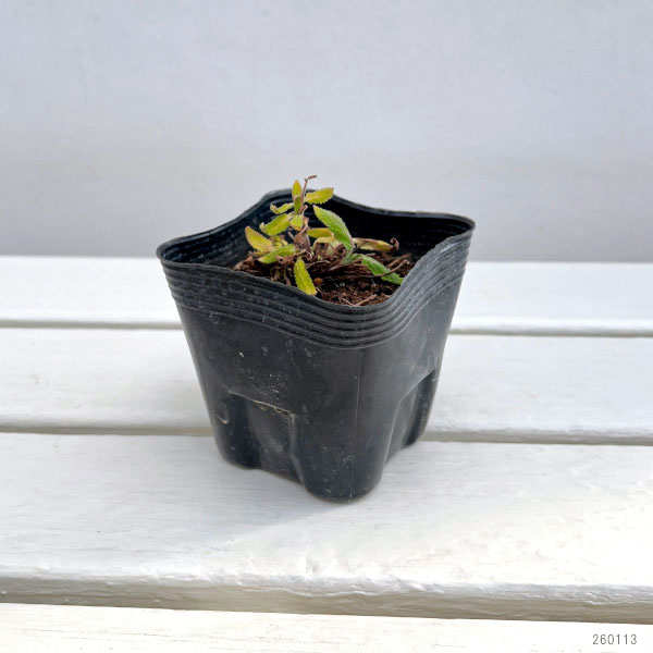 サルビア：ネモローサ ニューディメンション ローズ3.5号ポット