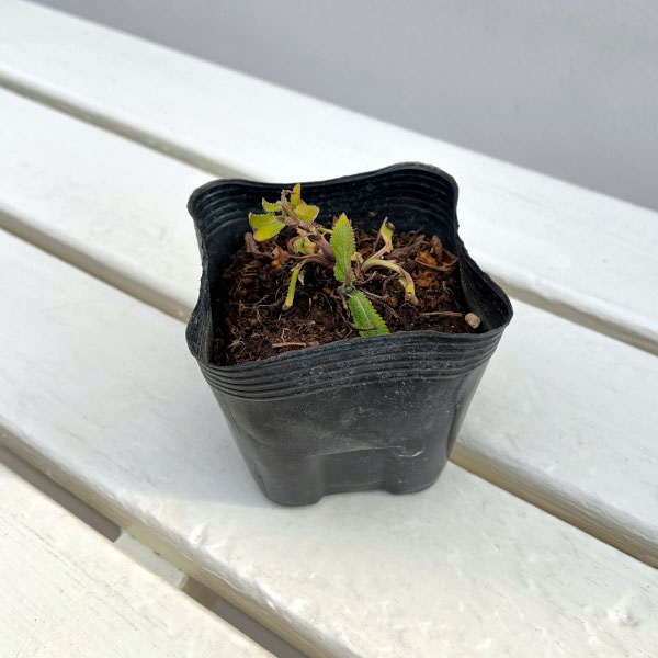 サルビア：ネモローサ ニューディメンション ローズ3.5号ポット