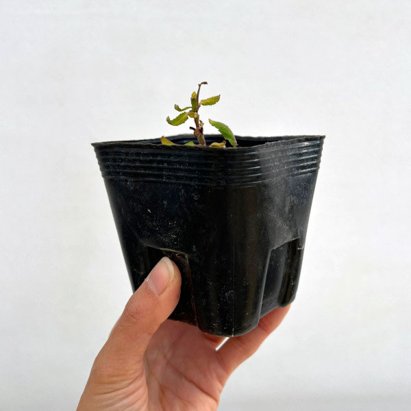 サルビア：ネモローサ ニューディメンション ローズ3.5号ポット