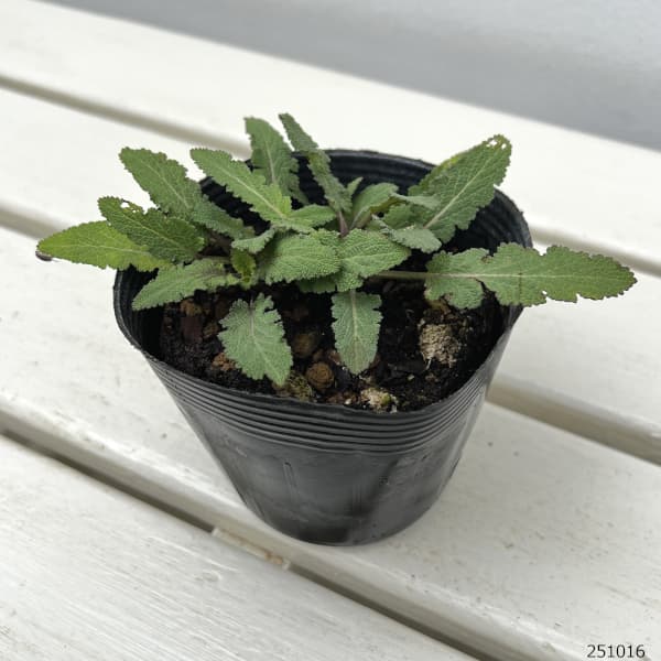 サルビア:ネモローサ サルバトーレブルー3.5号ポット