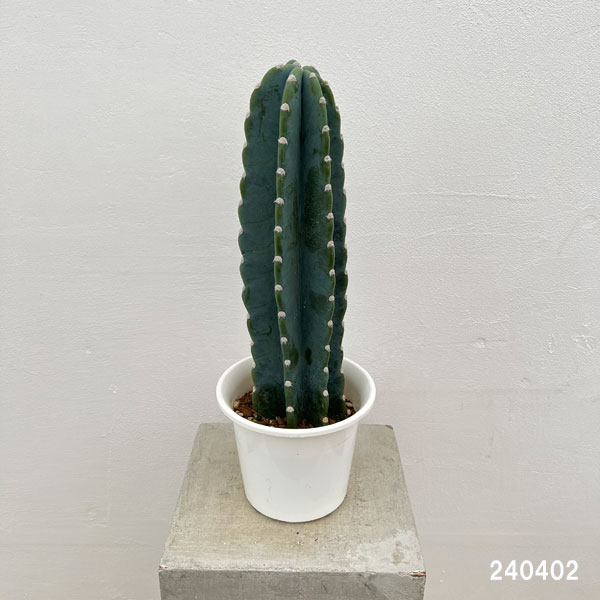 サボテン：ハシラサボテン　5号