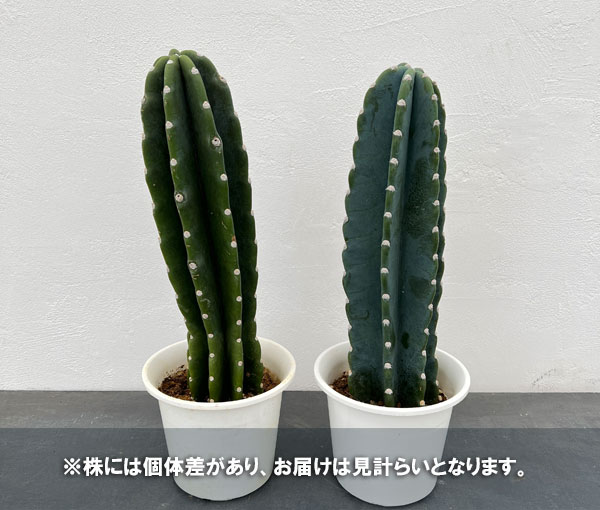 サボテン：ハシラサボテン　5号