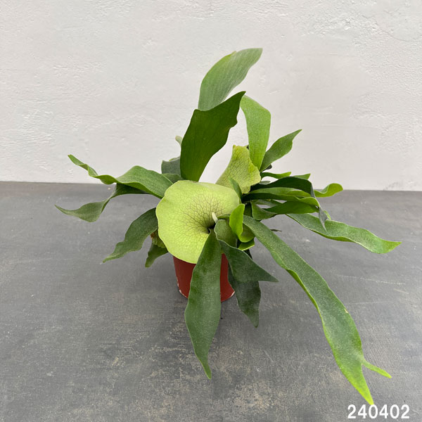 園芸ネット本店｜ビカクシダ（コウモリラン）：ネザーランド 4号ポット