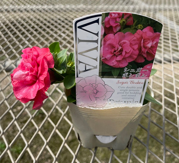 [送料無料]ペチュニア：ビバダブル　シュガーボンボン3.5号ポット 6株セット