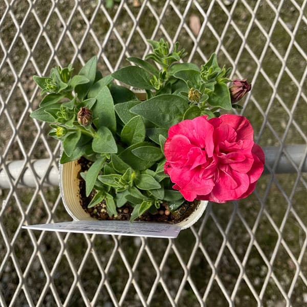 [送料無料]ペチュニア：ビバダブル　シュガーボンボン3.5号ポット 6株セット