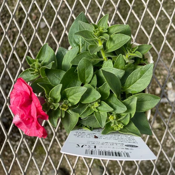 [送料無料]ペチュニア：ビバダブル　シュガーボンボン3.5号ポット 6株セット