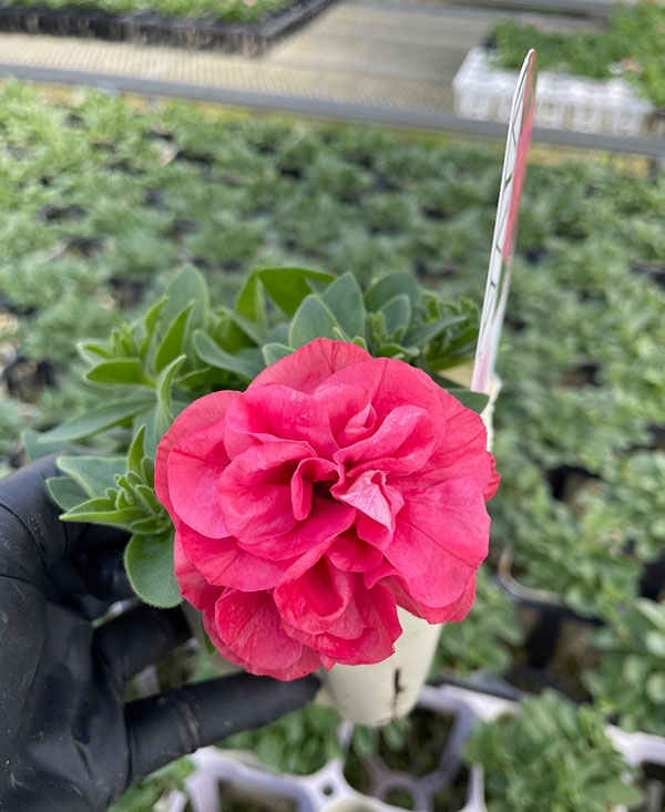 [送料無料]ペチュニア：ビバダブル　シュガーボンボン3.5号ポット 6株セット