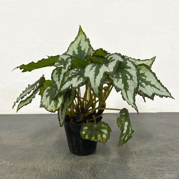 レックスベゴニア:グリーンディライト2.5号ポット