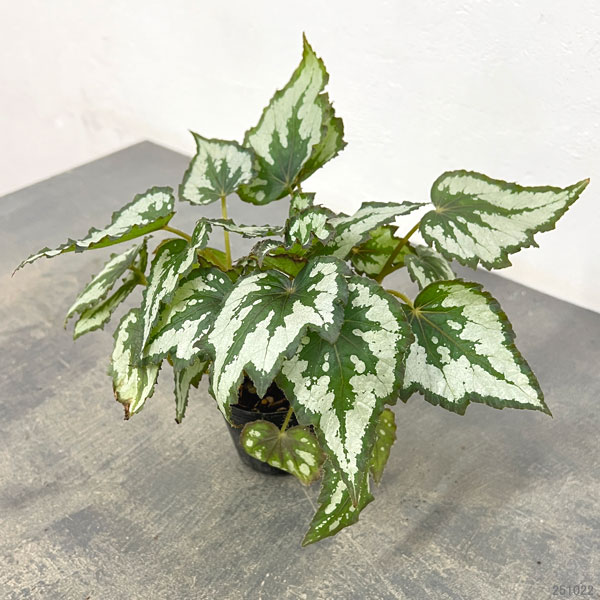 レックスベゴニア:グリーンディライト2.5号ポット