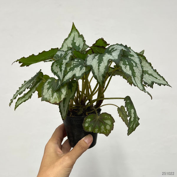 レックスベゴニア:グリーンディライト2.5号ポット