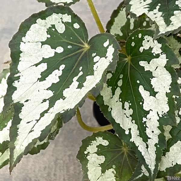 レックスベゴニア:グリーンディライト2.5号ポット