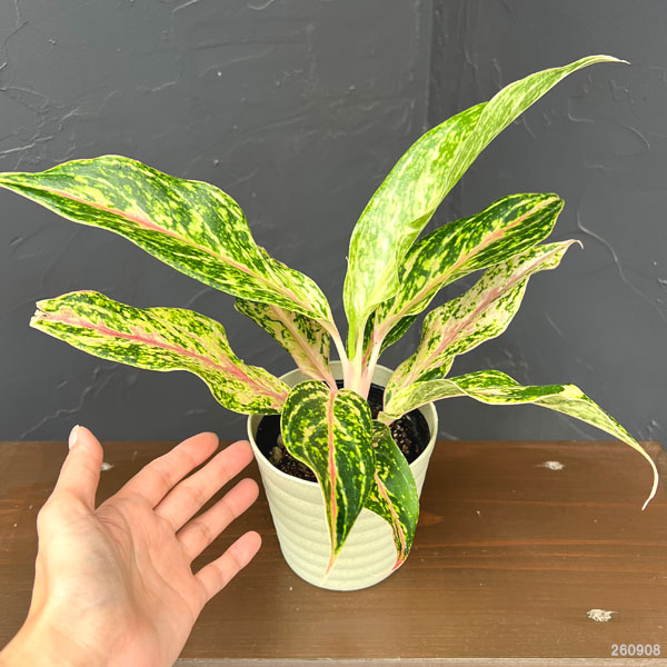 アグラオネマ:ピンクバタフライ 4号鉢植え