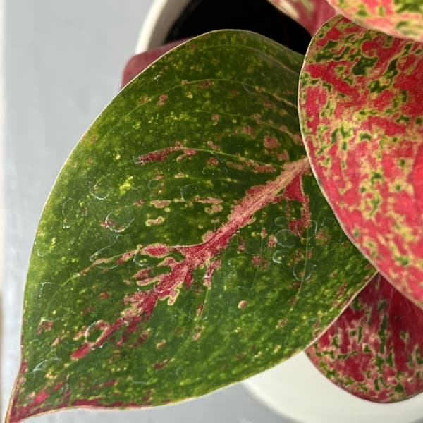 アグラオネマ：ファイヤーワークス　4号鉢植え