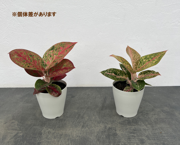 アグラオネマ：ファイヤーワークス　4号鉢植え