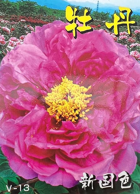 園芸ネット本店｜牡丹（ぼたん）：新国色（しんこくしょく） 3～4年生