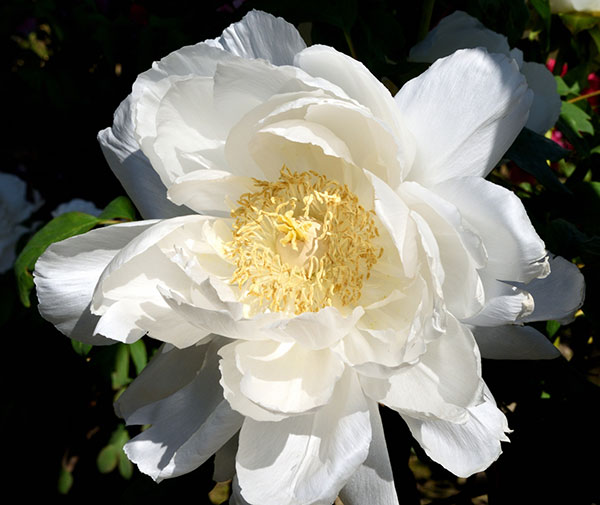 牡丹（ぼたん）：渡世白（とせいはく）3～4年生苗7号鉢植え