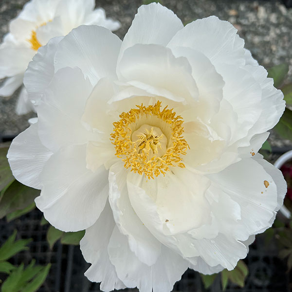 牡丹（ぼたん）：渡世白（とせいはく）3～4年生苗7号鉢植え