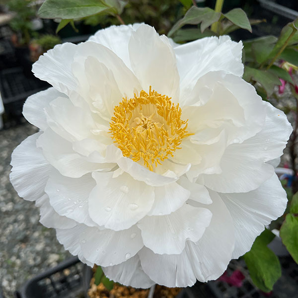 牡丹（ぼたん）：渡世白（とせいはく）3～4年生苗7号鉢植え