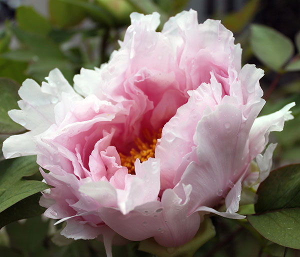 牡丹(ぼたん):玉芙蓉(たまふよう)3~4年生苗7号鉢植え