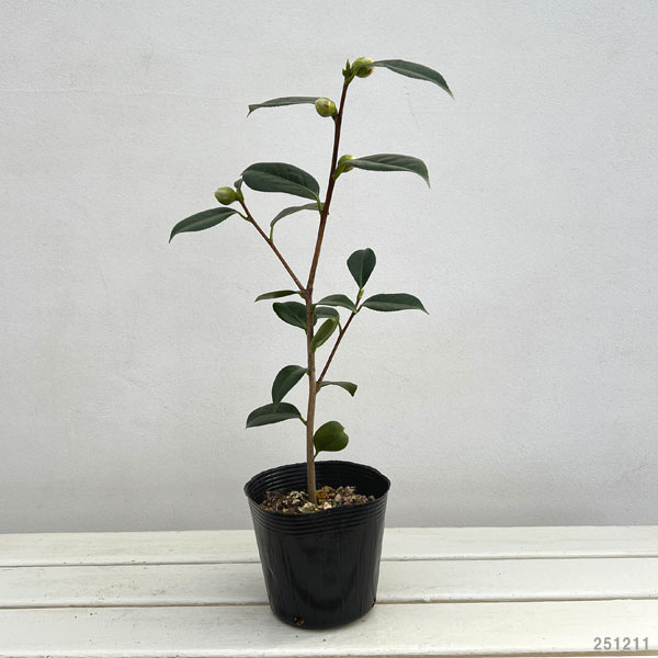 ツバキ(椿):唐錦(カラニシキ)4.5号ポット