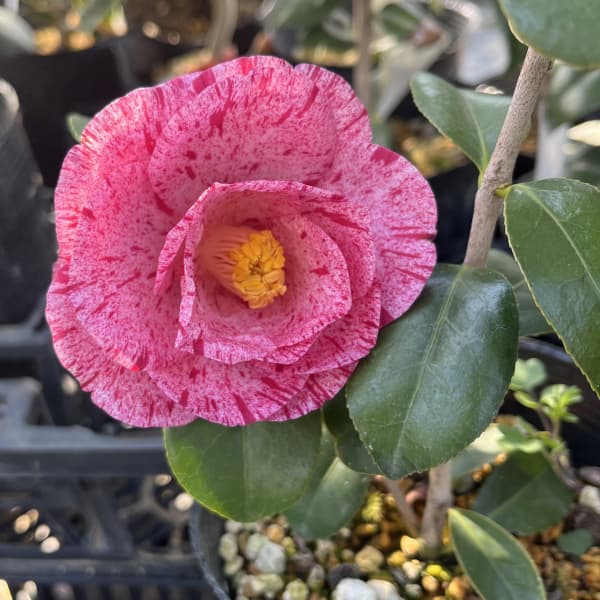ツバキ（椿）：唐錦（カラニシキ）4.5号ポット