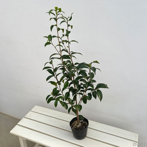 ツバキ（椿）：奥侘（オクワビ）4.5号ポット