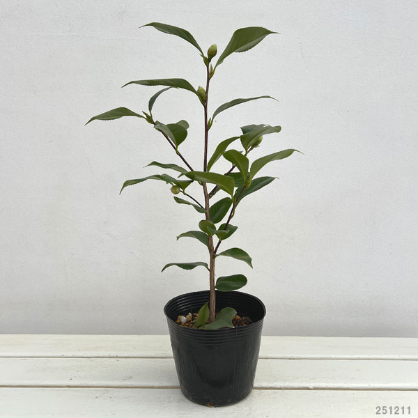 ツバキ（椿）：松波（まつなみ）4.5号ポット