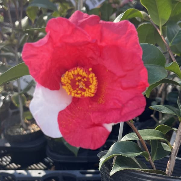 ツバキ(椿):高田の春(タカダノハル)4.5号ポット