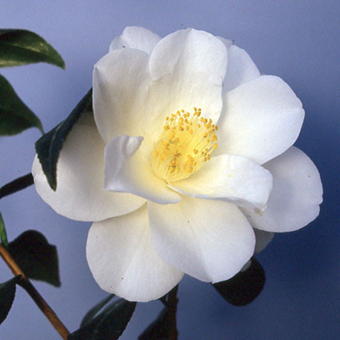 ツバキ（椿）：都鳥（ミヤコドリ）4.5号ポット