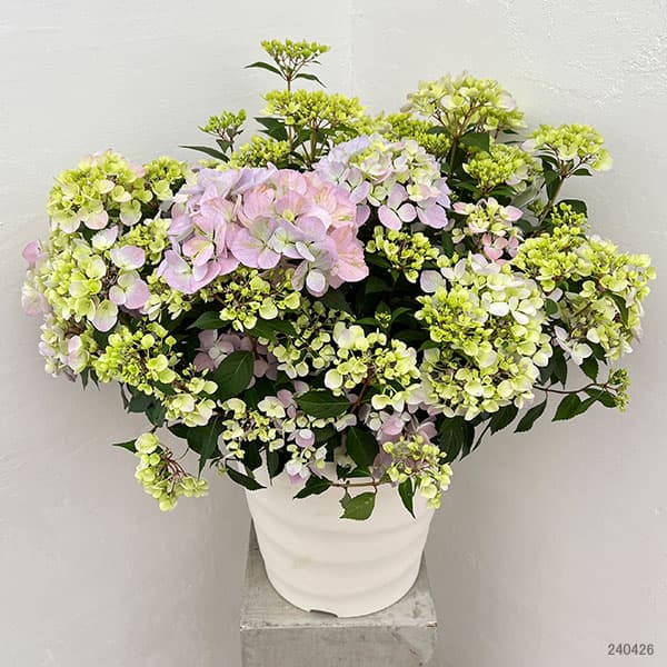 園芸ネット本店｜[送料無料]ラグランジア（アジサイ）：クリスタル