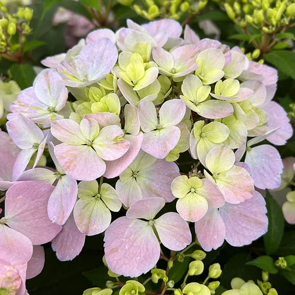 園芸ネット本店｜[送料無料]ラグランジア（アジサイ）：クリスタル