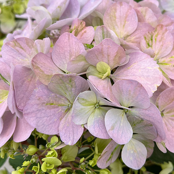 【花ページ②】 園芸ネット本店｜[送料無料]ラグランジア（アジサイ）：クリスタル