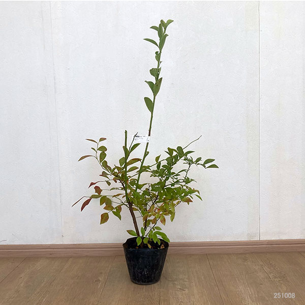 ブルーベリー(ラビットアイ系):バルドウィン5号ポット