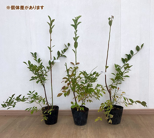 ブルーベリー(ラビットアイ系):バルドウィン5号ポット