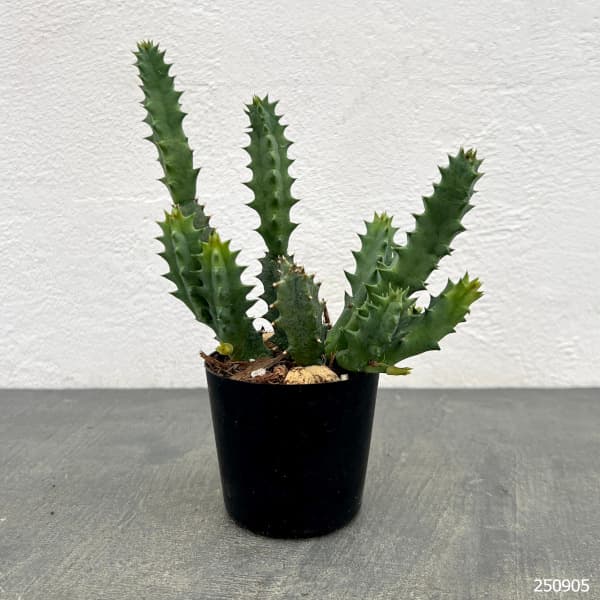 フェルニア:スタぺリオイデス 2号鉢植え