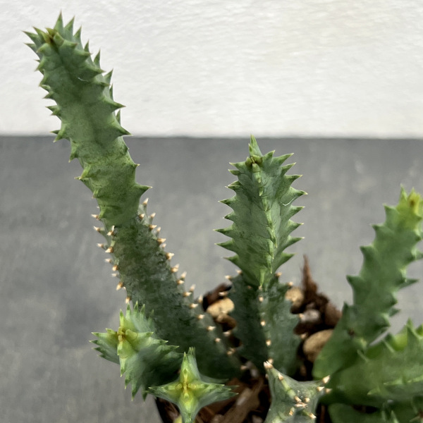 フェルニア:スタぺリオイデス 2号鉢植え