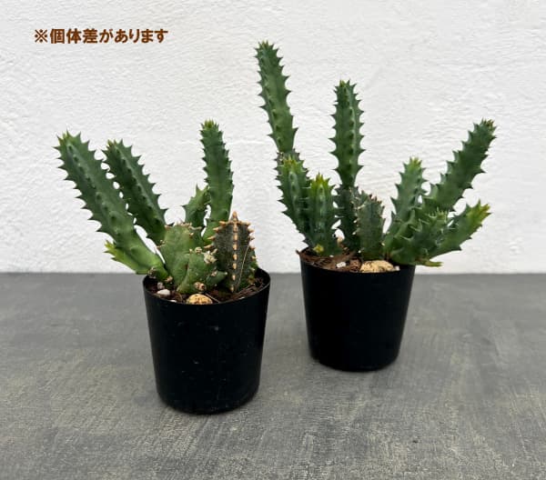 フェルニア:スタぺリオイデス 2号鉢植え