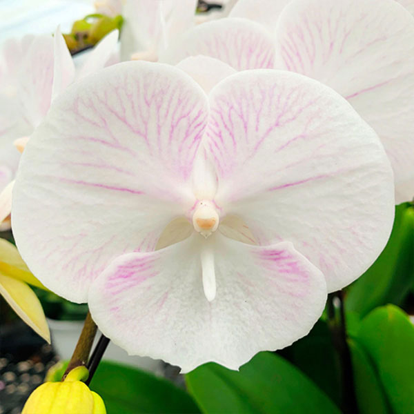 ミディコチョウラン:天使の羽衣2本立ち4号陶器鉢植え