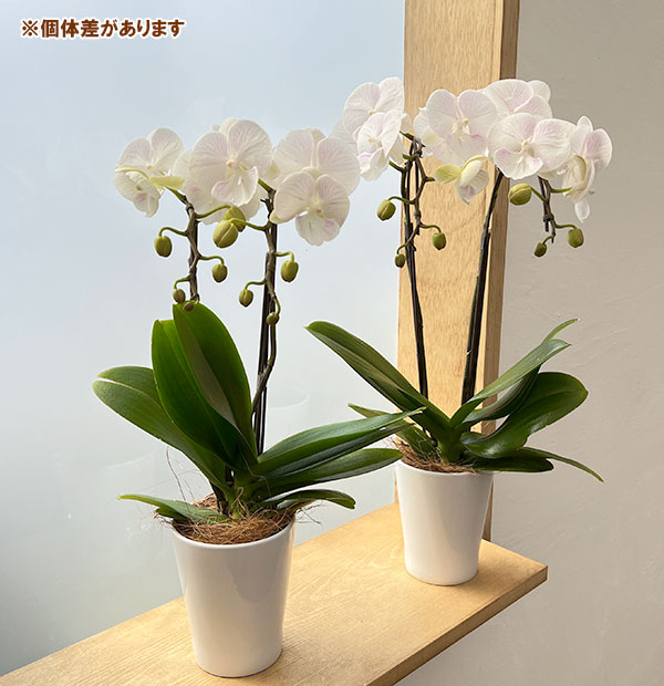 ミディコチョウラン:天使の羽衣2本立ち4号陶器鉢植え