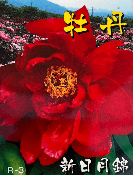 園芸ネット本店｜牡丹（ぼたん）：新日月錦（しんじつげつにしき）3～4