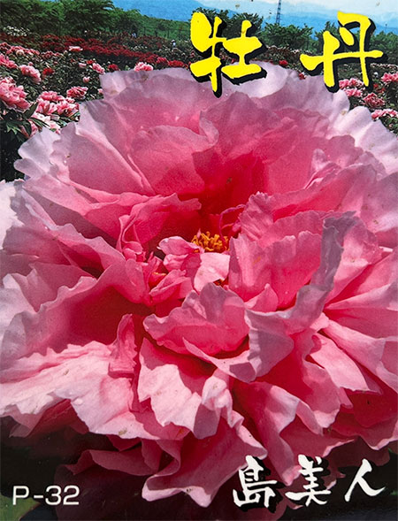 牡丹（ぼたん）：島美人（しまびじん）3～4年生苗7号鉢植え