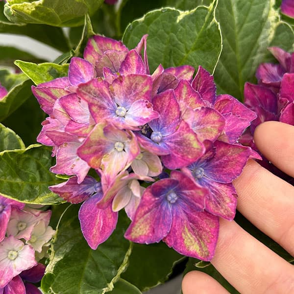 園芸ネット本店｜アジサイ：サプライズ（ブルー） 5号鉢植え の通販