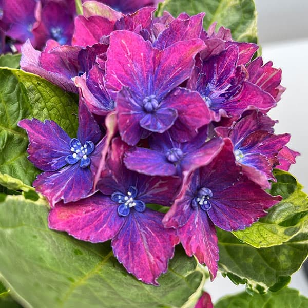 園芸ネット本店｜アジサイ：サプライズ（ブルー） 5号鉢植え の通販