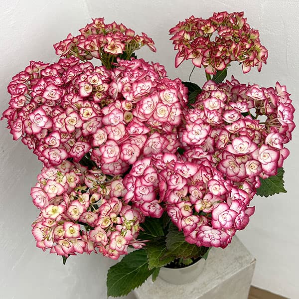 ミヤビグラスアイ　紫陽花、梅 ミヤビグラスアイ 紫陽花、梅 2025年最新】miyabi グラスアイの