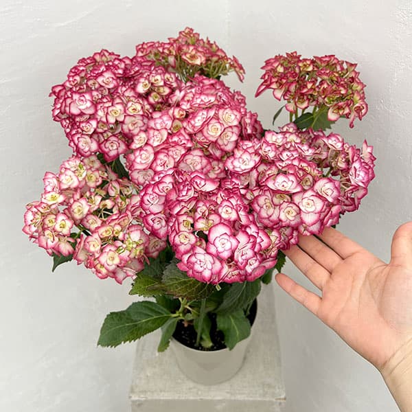 園芸ネット本店｜アジサイ：雅姫（みやび・ピンク） 5号鉢植え の通販