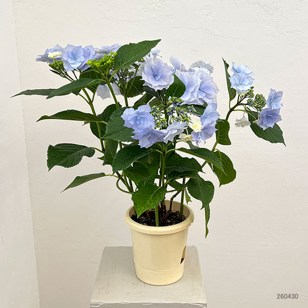 (わけあり特価)アジサイ:麗(うらら)ブルー 5号鉢植え
