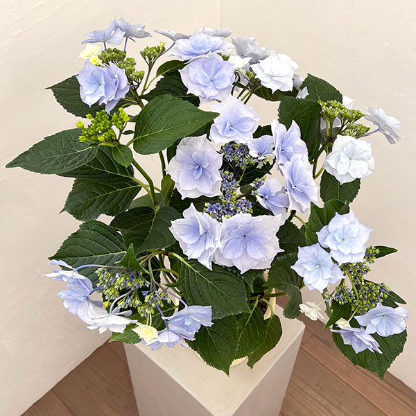 (わけあり特価)アジサイ:麗(うらら)ブルー 5号鉢植え