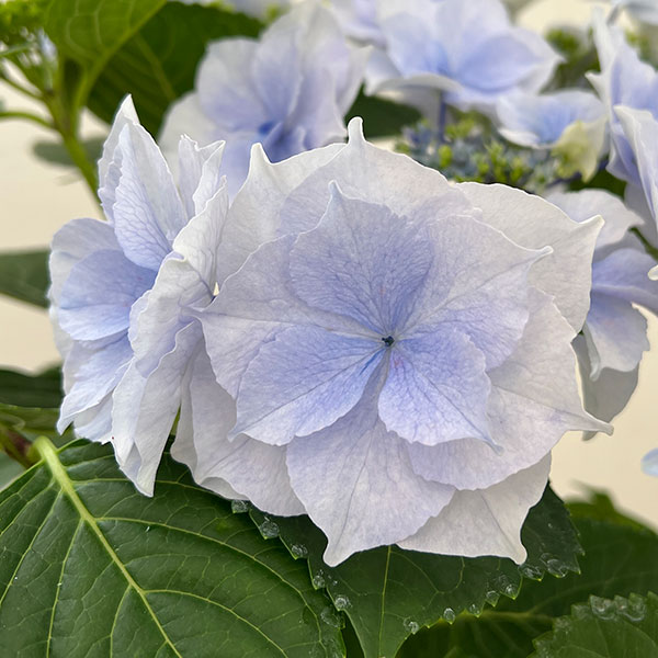 (わけあり特価)アジサイ:麗(うらら)ブルー 5号鉢植え